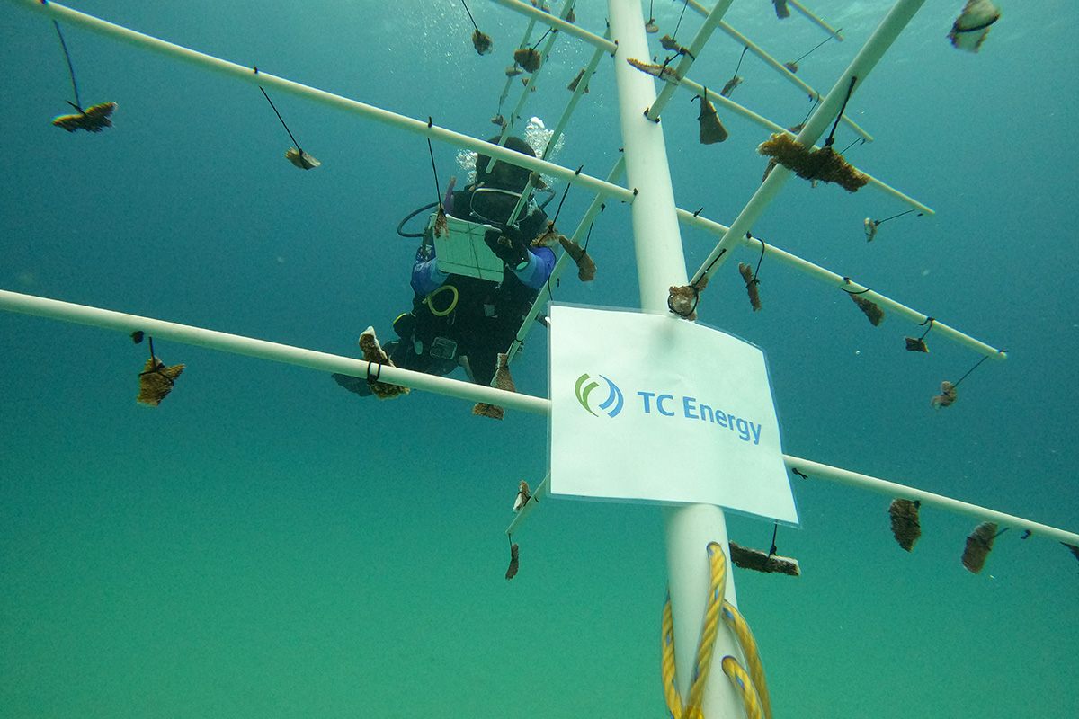 A diver working underwater