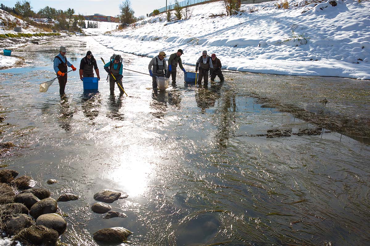 People working with trout on a river