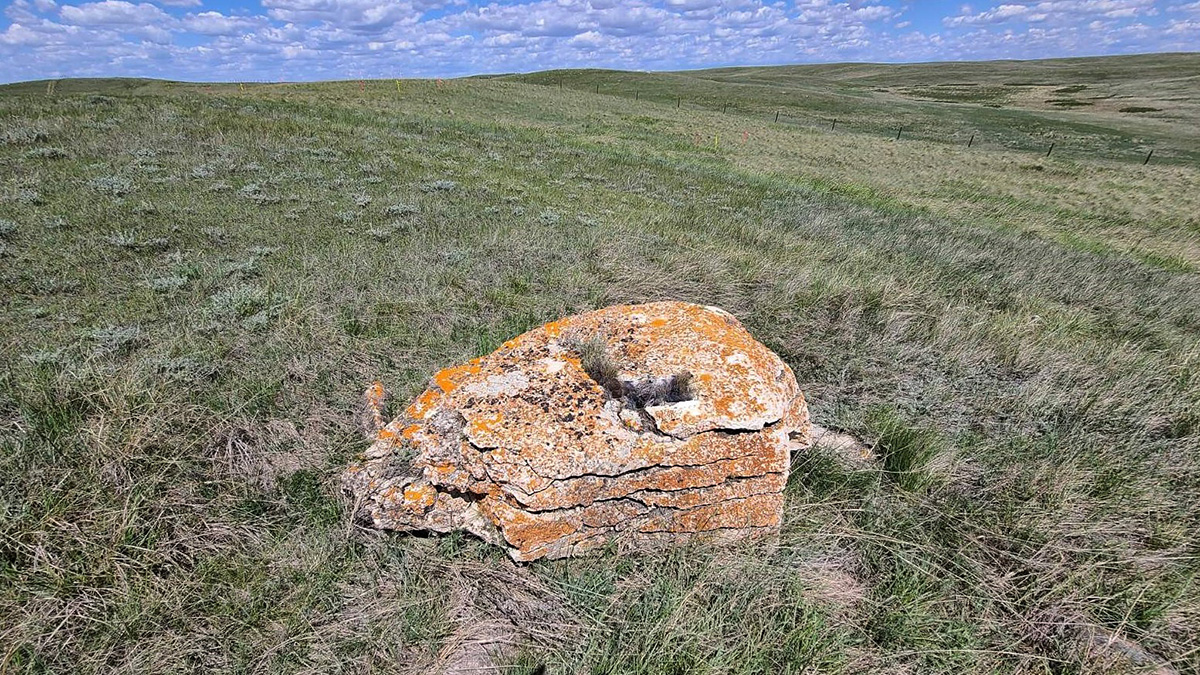 bison-rub-stone-in-field-1200x675.jpg